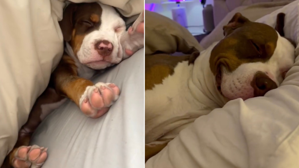 Dog Grows up ‘In the Blink of an Eye’ in Heartwarming Video