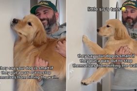 Video: Dog Siblings Have Opposite Results From 'Smart Test'