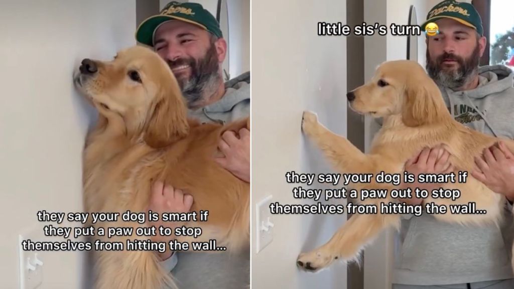 Video: Dog Siblings Have Opposite Results From 'Smart Test'