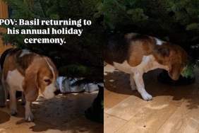 Beagle Performs Annual Christmas Tree 'Ceremony' In Hilarious Video