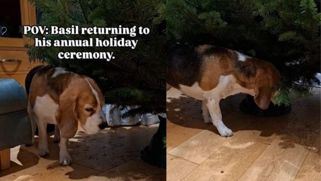 Beagle Performs Annual Christmas Tree 'Ceremony' In Hilarious Video