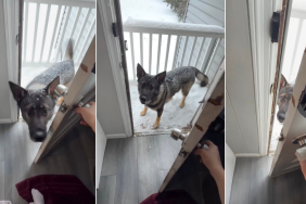German Shepherd Dog Can't Get Enough of Snowy Weather in Video