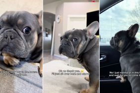 Video: Frenchie Is Quite Sarcastic About Mom's Questions