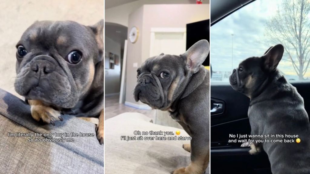 Video: Frenchie Is Quite Sarcastic About Mom's Questions