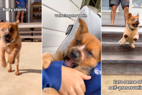 Video: Owner Proves Heeler Puppy Isn't for the 'Faint Hearted'