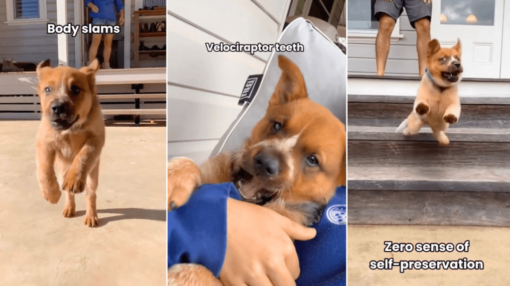 Video: Owner Proves Heeler Puppy Isn't for the 'Faint Hearted'