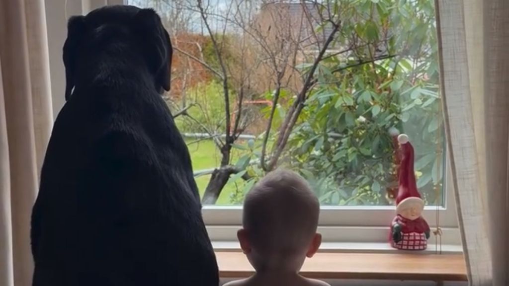 Video: Labrador Now Guards the House, but with Baby Sister