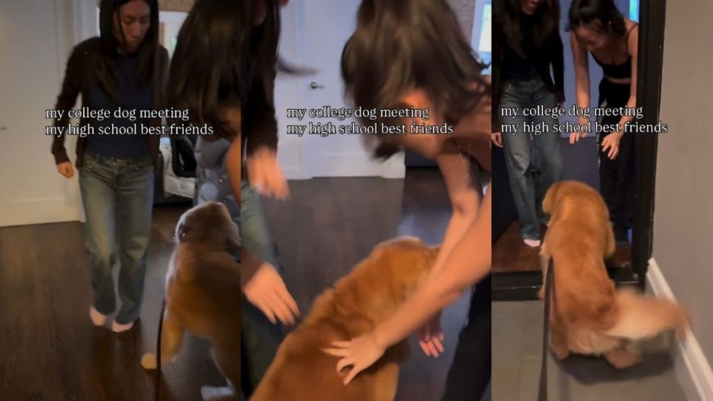 Video: Dog Is Excited Meeting Owner's High School Best Friends