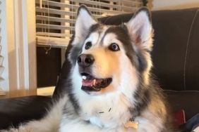 Video: Dog Is Deeply Invested While Watching the Grinch