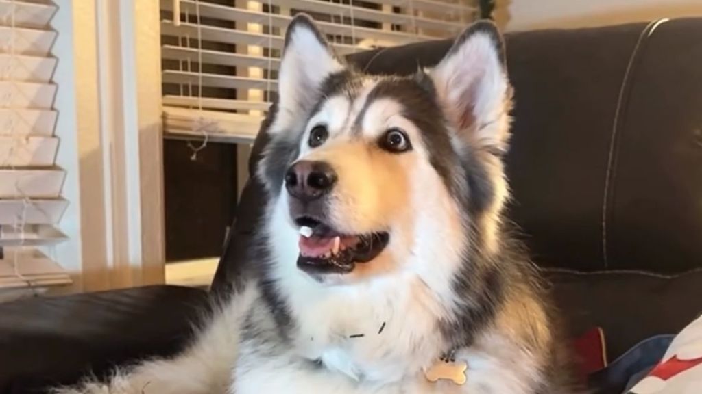 Video: Dog Is Deeply Invested While Watching the Grinch
