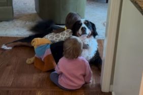 Video Shows Why Getting a Bernese Mountain Dog Is Worth It