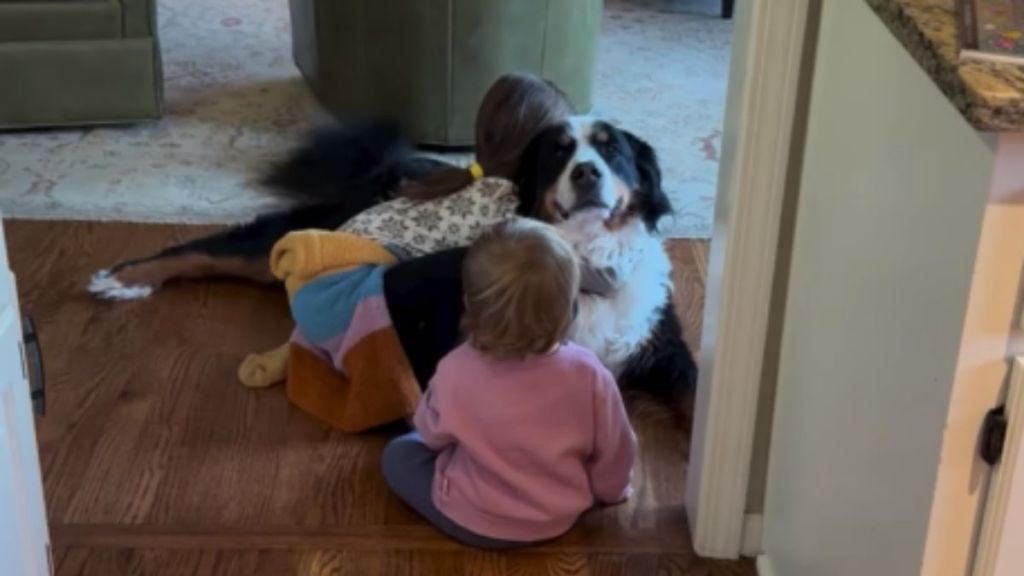 Video Shows Why Getting a Bernese Mountain Dog Is Worth It