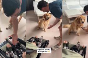 Video: Golden Retrievers Teach Baby How to High-Five