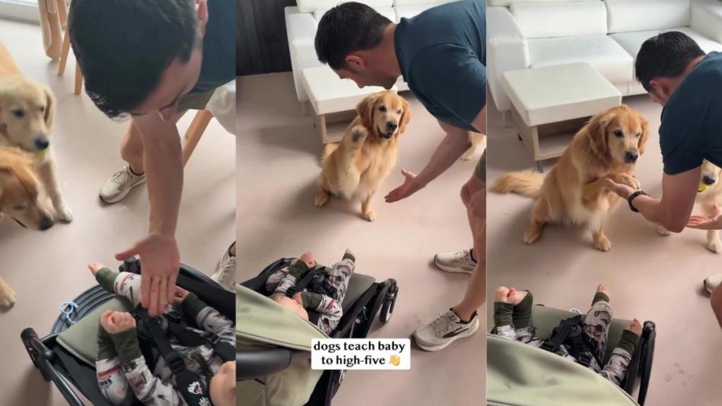 Video: Golden Retrievers Teach Baby How to High-Five