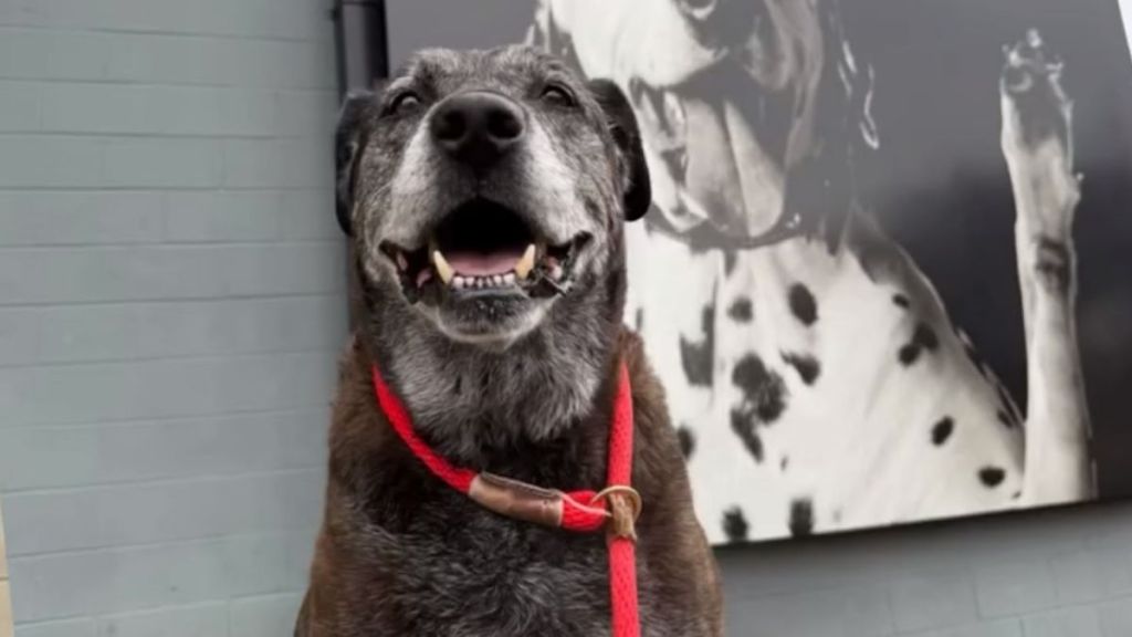 Video: Human Helps Shelter Dog Get Adopted Before Christmas