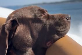 English Chocolate Labrador