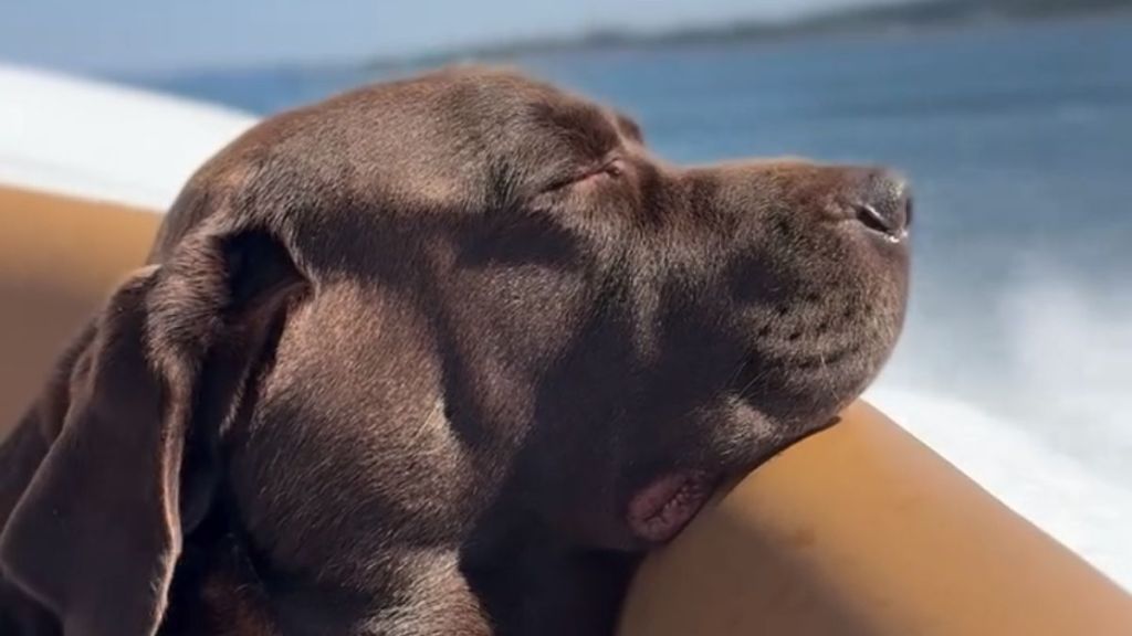 English Chocolate Labrador