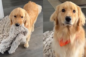 Golden Retriever Is a Gentleman When Asking for Cuddles in Cute Video