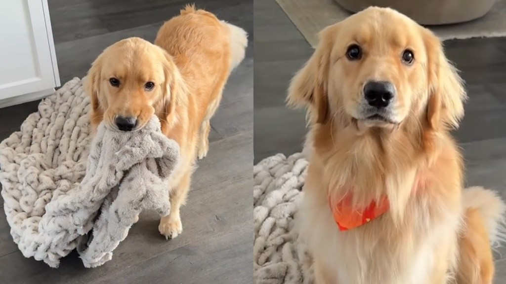 Golden Retriever Is a Gentleman When Asking for Cuddles in Cute Video