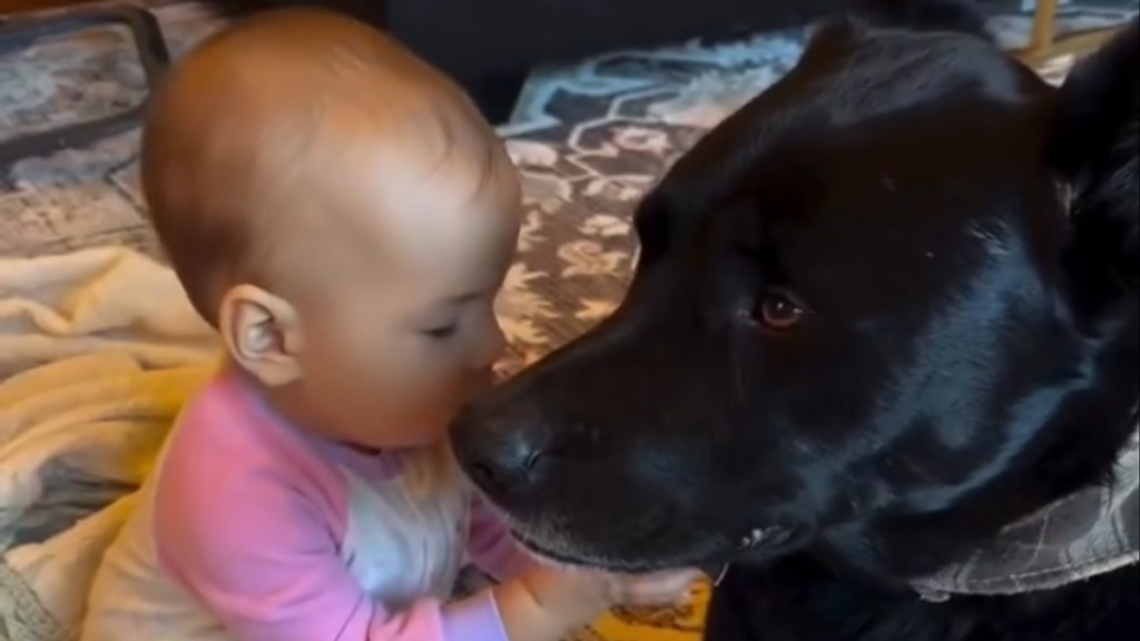 Video: Rescue Dog Has Qualities That Make Him Truly Unique