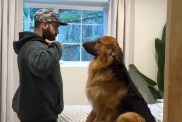 Owner Finds Husband & Golden Shepherd 'Jamming It Out' Together