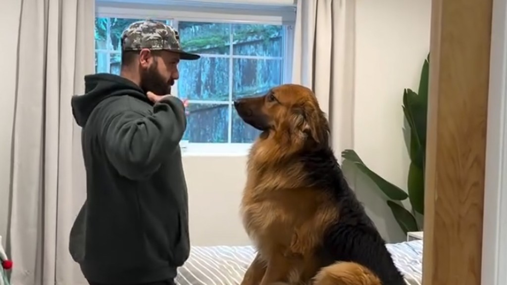 Owner Finds Husband & Golden Shepherd 'Jamming It Out' Together
