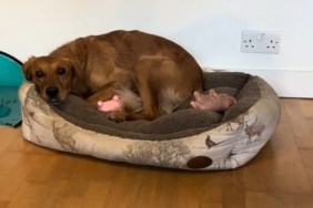 Golden Retriever Experiences 'Phantom Pregnancy' in Moving Video