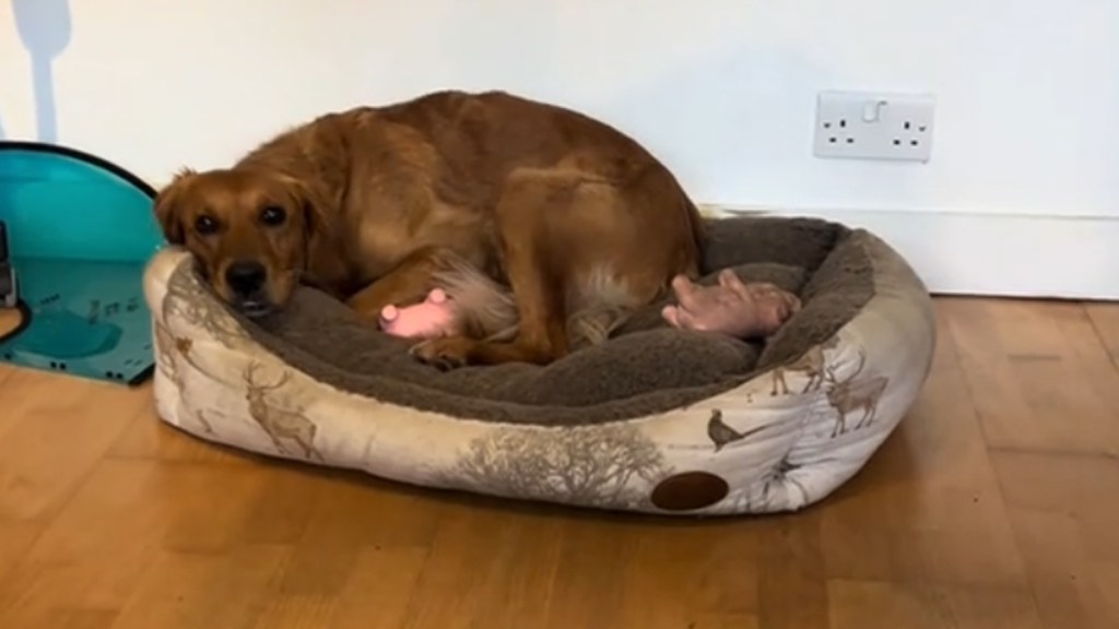 Golden Retriever Experiences 'Phantom Pregnancy' in Moving Video