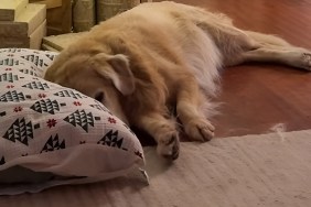 Senior Golden Retriever Does This the Moment the Owner Gets a Pillow