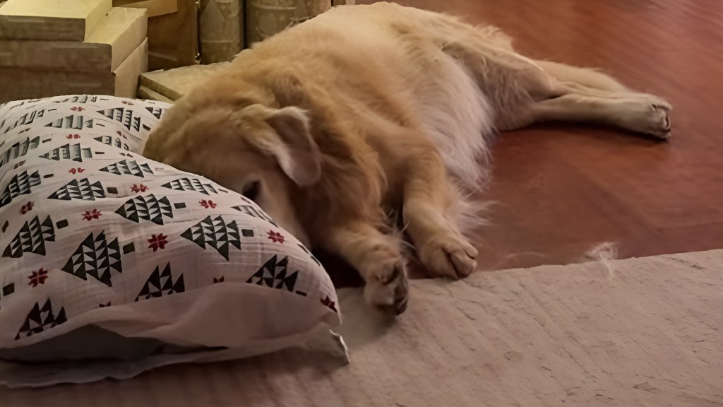Senior Golden Retriever Does This the Moment the Owner Gets a Pillow