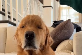 Golden Retriever Enjoys Relaxing Head Massage in Calming Video