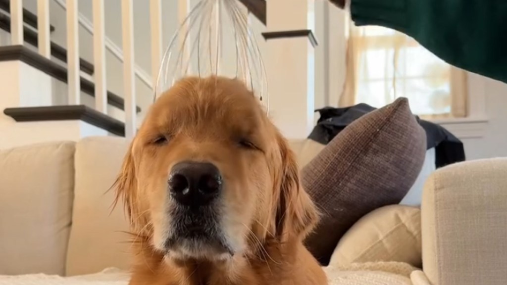 Golden Retriever Enjoys Relaxing Head Massage in Calming Video
