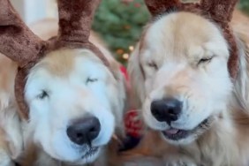 Video: Golden Retrievers Turn Into ‘Magical Creatures’