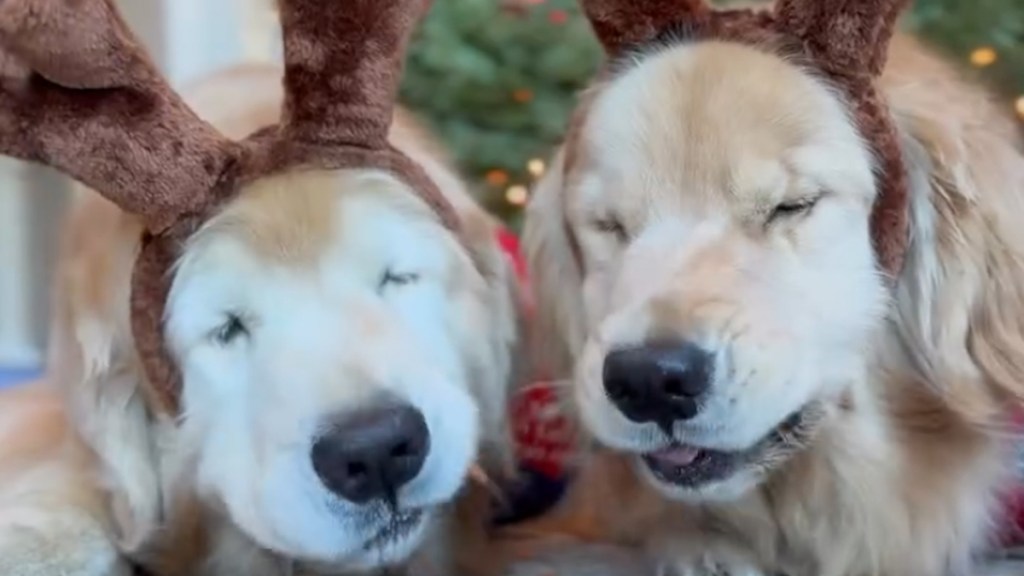 Video: Golden Retrievers Turn Into ‘Magical Creatures’