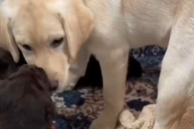 Labrador Can't Decide Whether She Loves the Puppies in Adorable Video