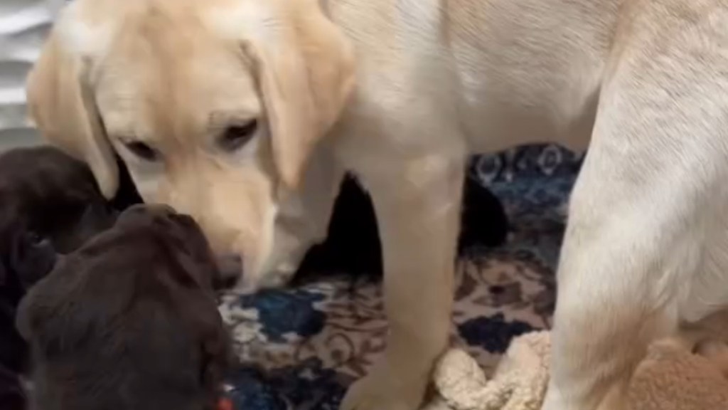 Labrador Can't Decide Whether She Loves the Puppies in Adorable Video