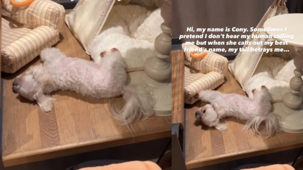 Video: Dog Pretends To Ignore Owner but Her Tail Gives It Away