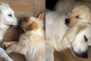 Golden Retriever ‘Desperate To Make Friends’ Gets Wish Fulfilled