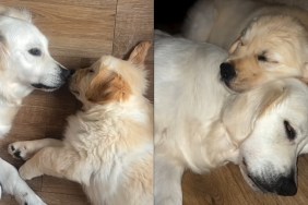 Golden Retriever ‘Desperate To Make Friends’ Gets Wish Fulfilled