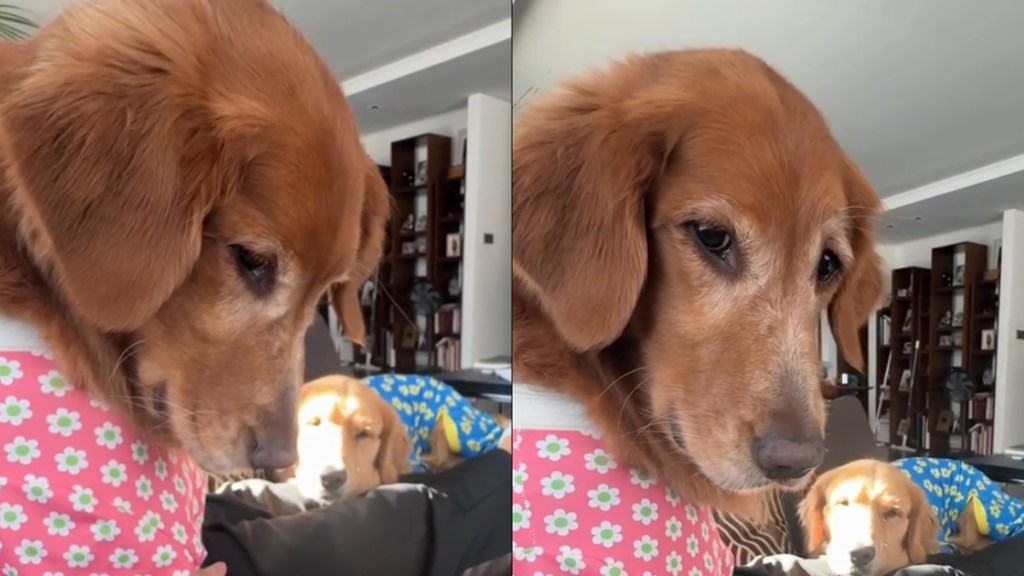 Golden Retrievers Give Their Undivided Attention to Owner's Food