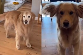 Video: Owner Reveals Dog Siblings’ Different Dance Styles