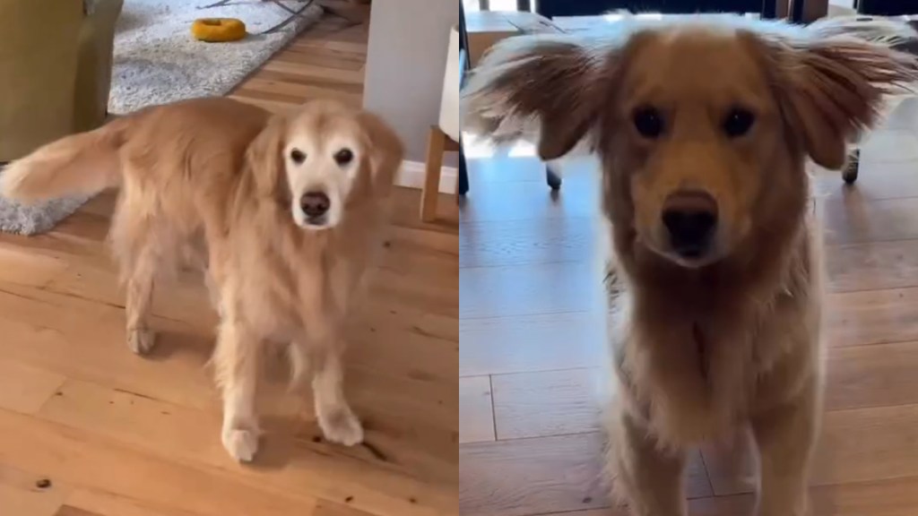 Video: Owner Reveals Dog Siblings’ Different Dance Styles