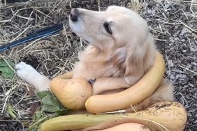 Video: Golden Retriever Poses in ‘Squash’ Costume