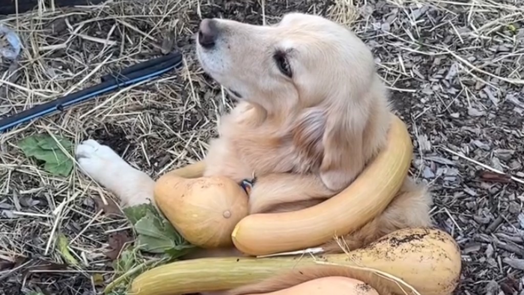 Video: Golden Retriever Poses in ‘Squash’ Costume