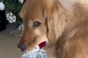Dog Reminds Mom He Will Always Be Her First Child in Cute Video