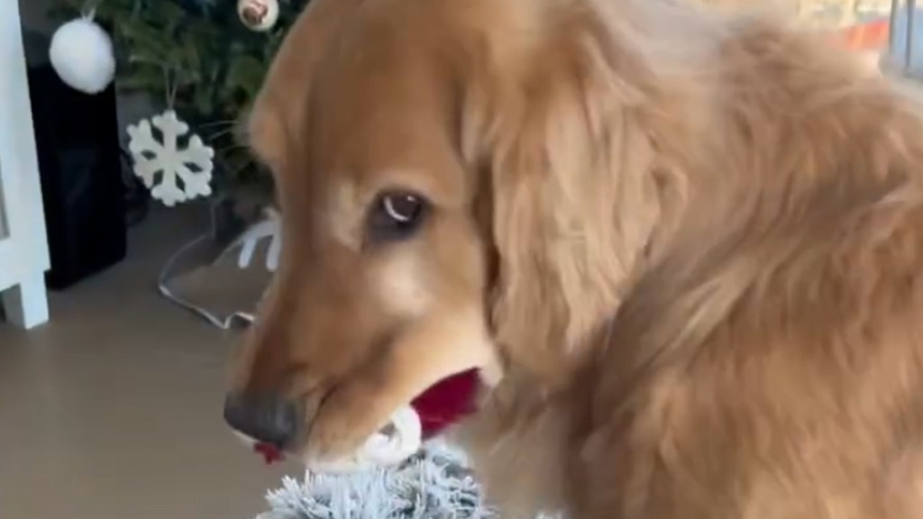 Dog Reminds Mom He Will Always Be Her First Child in Cute Video