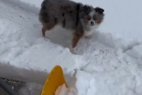 Video: Dog Is ‘Obsessed’ Playing With Snow Shovel