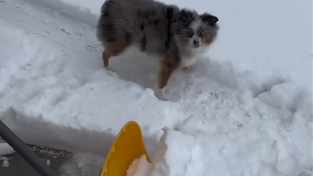 Video: Dog Is ‘Obsessed’ Playing With Snow Shovel