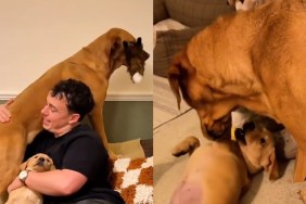 Adopted Labrador’s First Day With Big Sister Is One To Remember