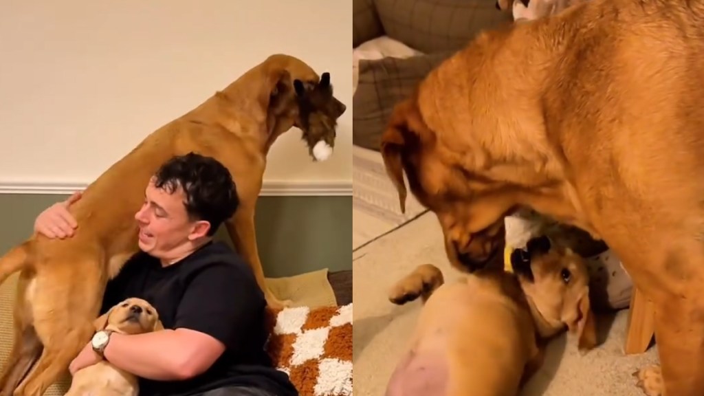 Adopted Labrador’s First Day With Big Sister Is One To Remember